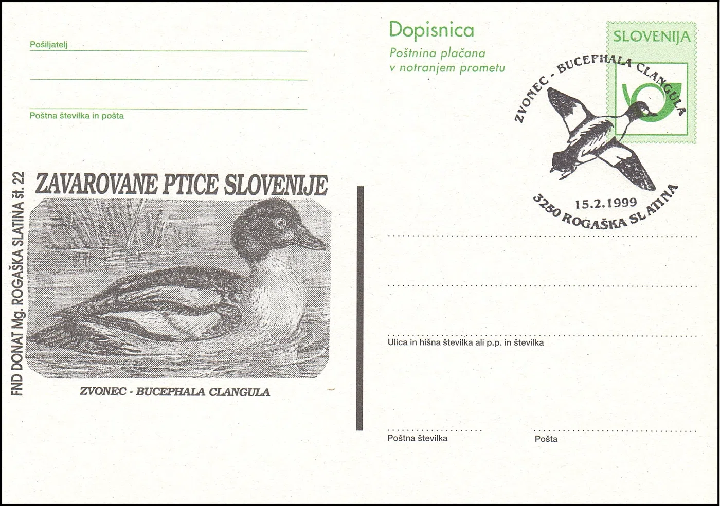 ZVONEC - BUCEPHALA CLANGULA